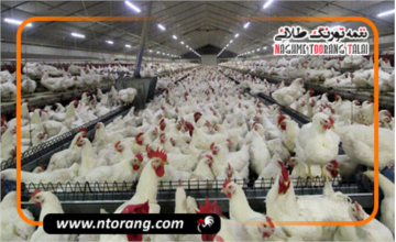 مرکز مرغ بومی کاسپین؛ ستون حفظ ذخایر ژنتیکی صنعت طیور شمال کشور